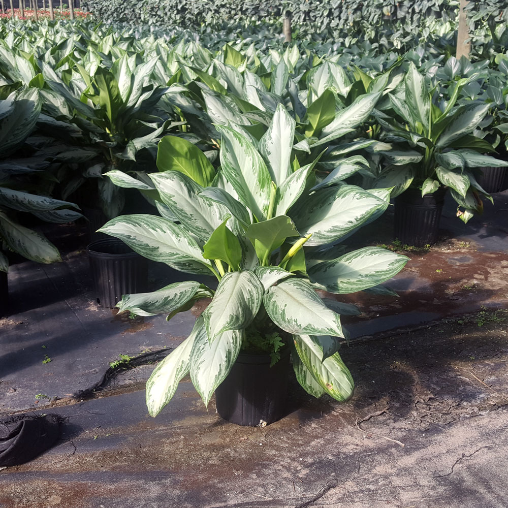 aglaonema-silver-bay