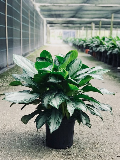 aglaonema-silver-bay