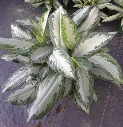 aglaonema-silver-bay