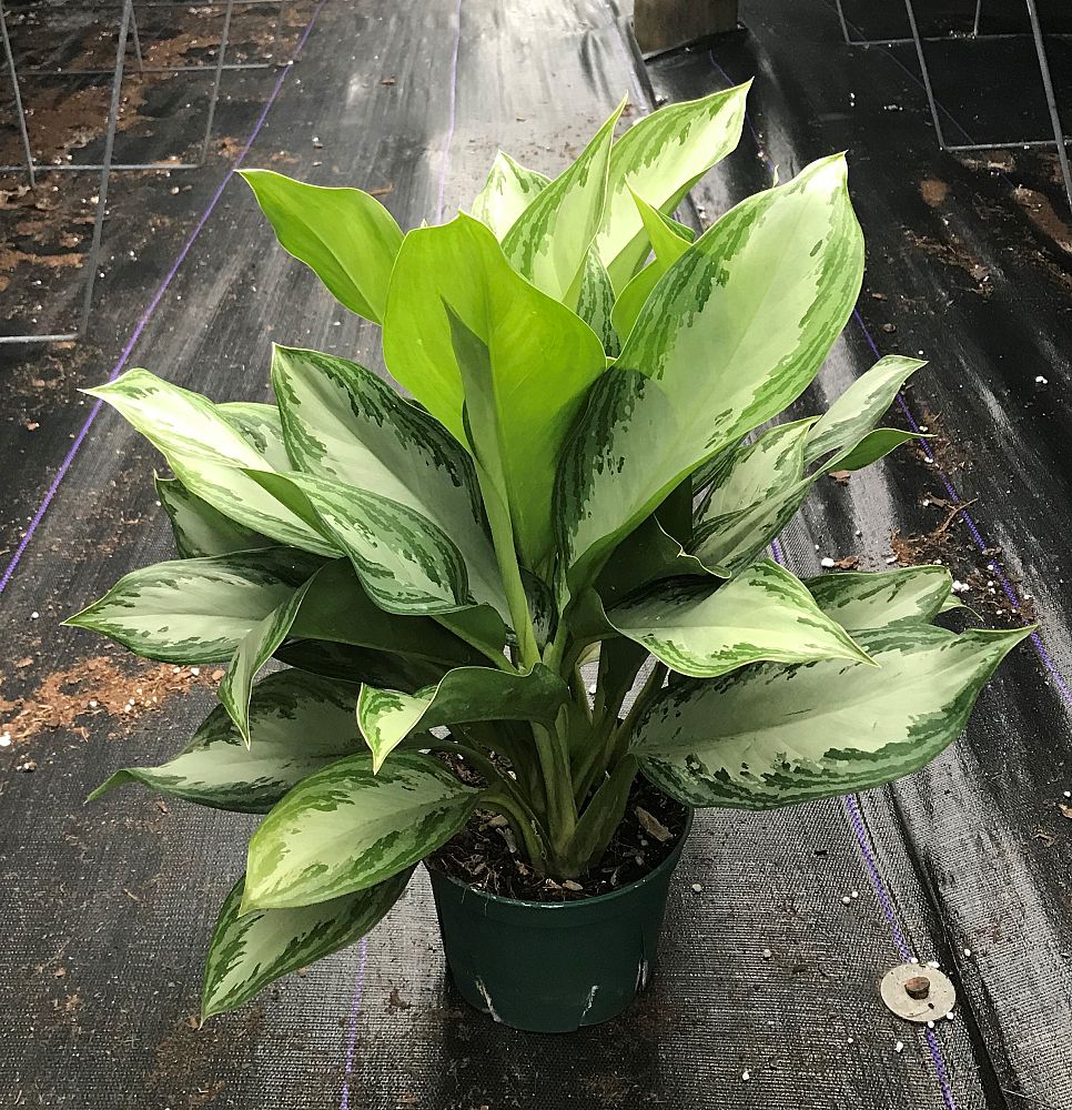 aglaonema-silver-bay