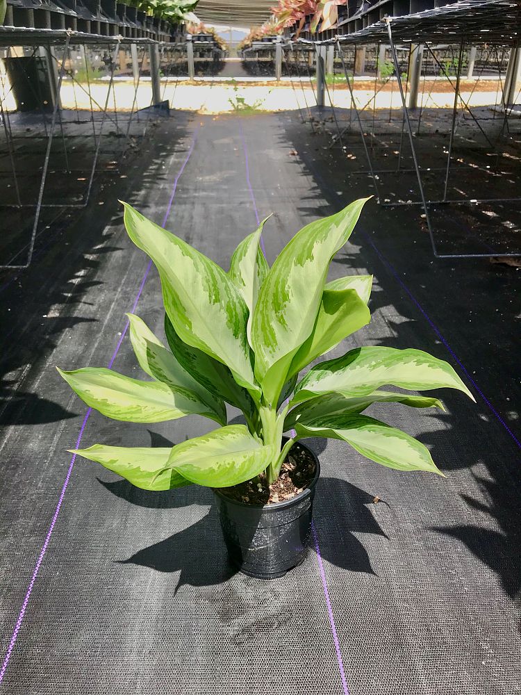 aglaonema-silver-bay
