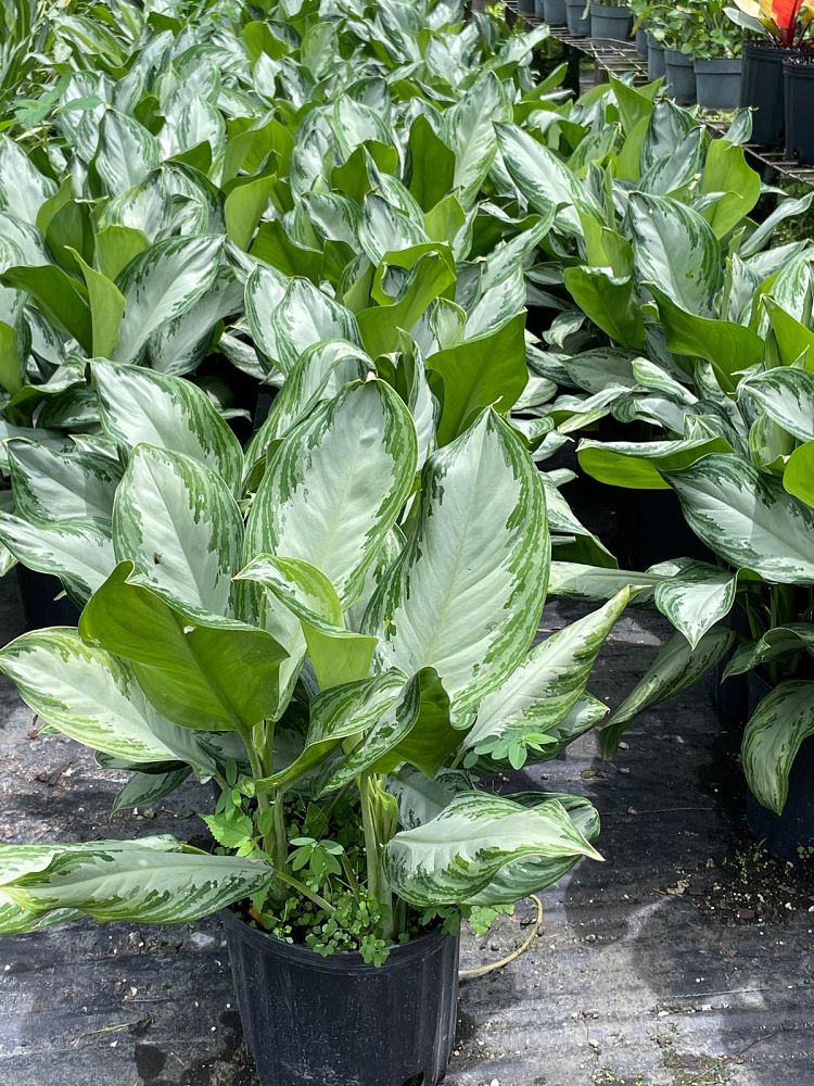aglaonema-silver-bay