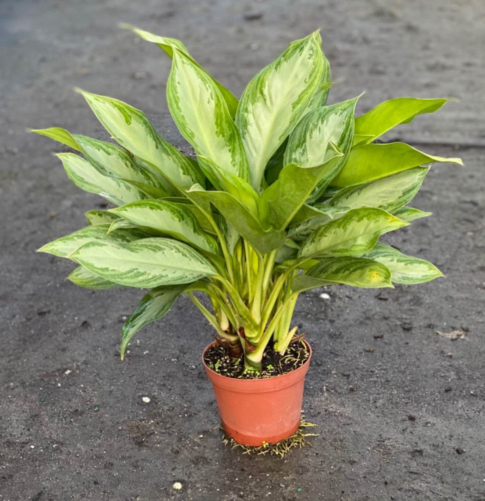 aglaonema-silver-bay