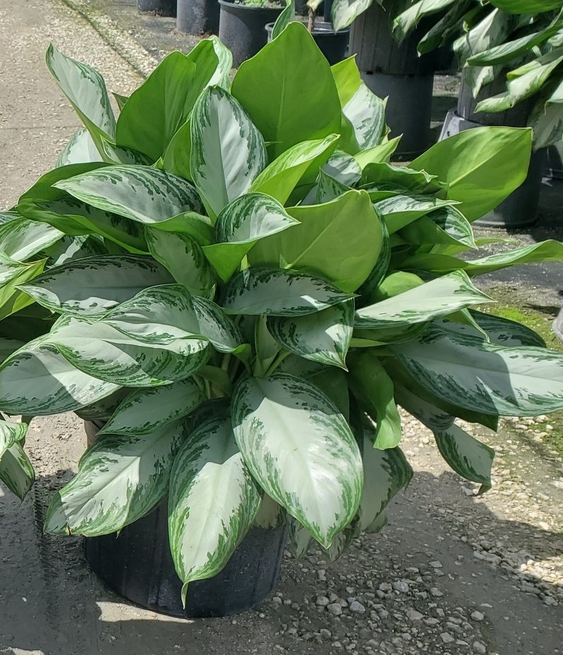 aglaonema-silver-bay