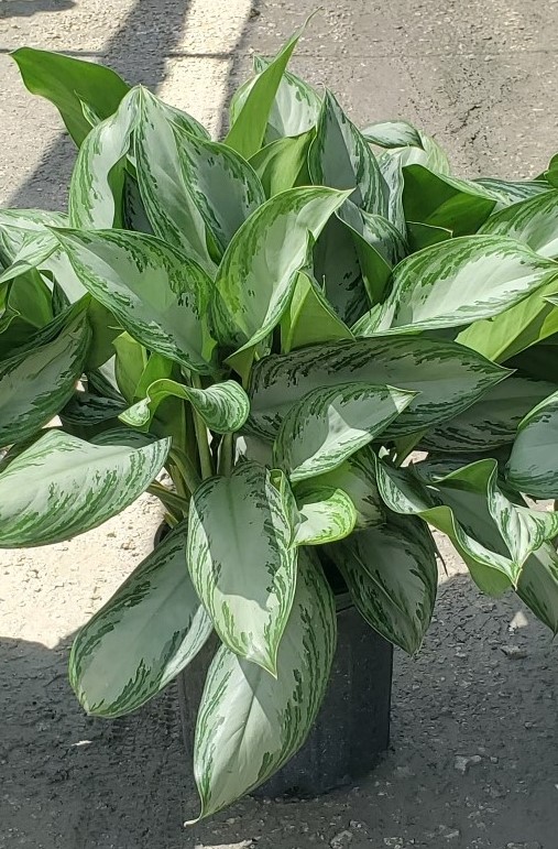 aglaonema-silver-bay