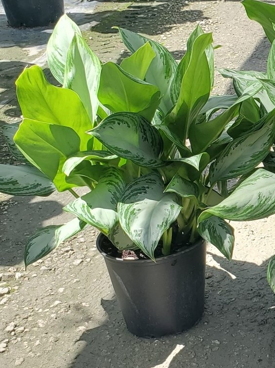aglaonema-silver-bay