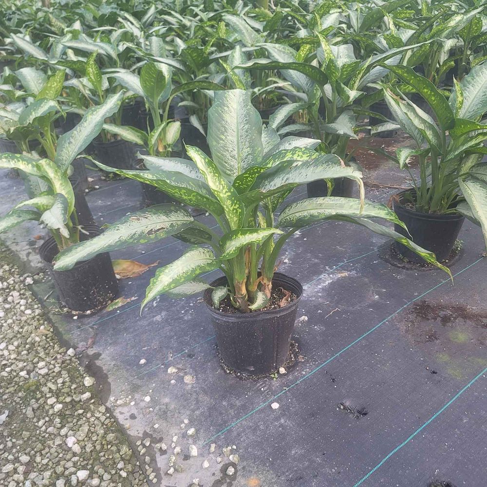 aglaonema-silver-bay