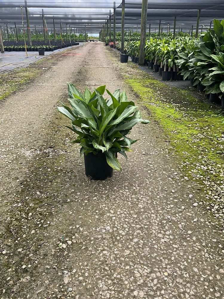 aglaonema-silver-bay
