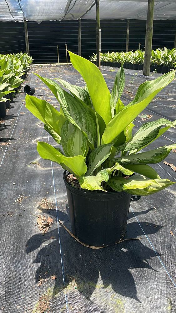 aglaonema-silver-bay