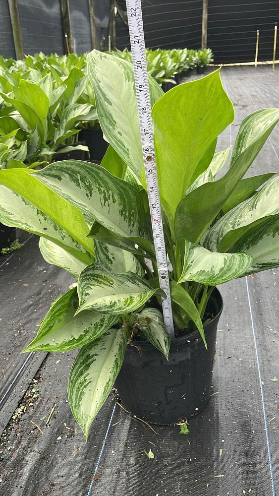 aglaonema-silver-bay