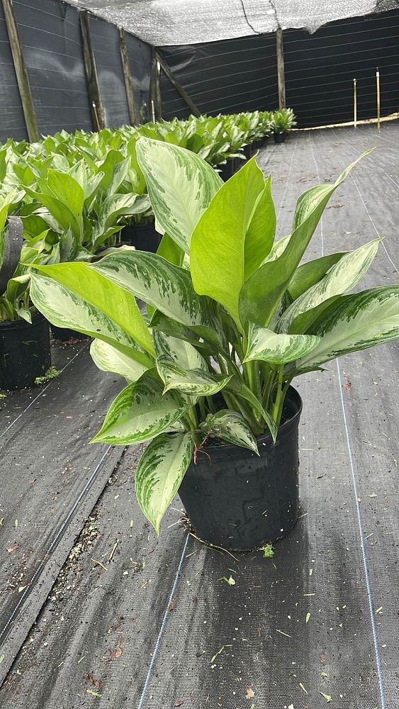 aglaonema-silver-bay