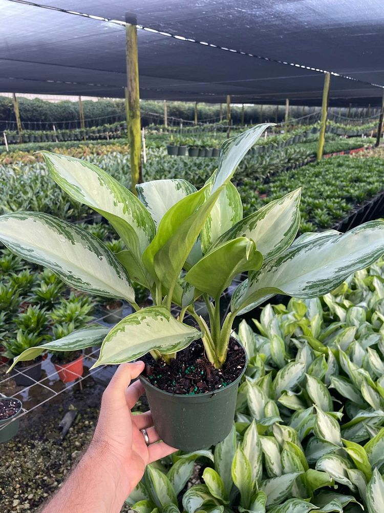 aglaonema-silver-bay
