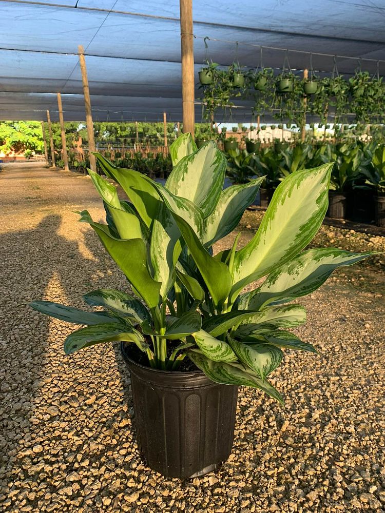 aglaonema-silver-bay