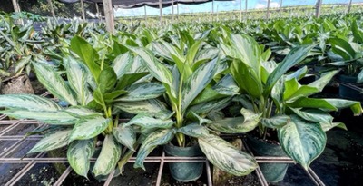 aglaonema-silver-bay