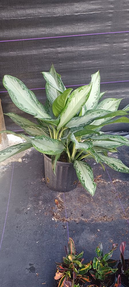 aglaonema-silver-bay