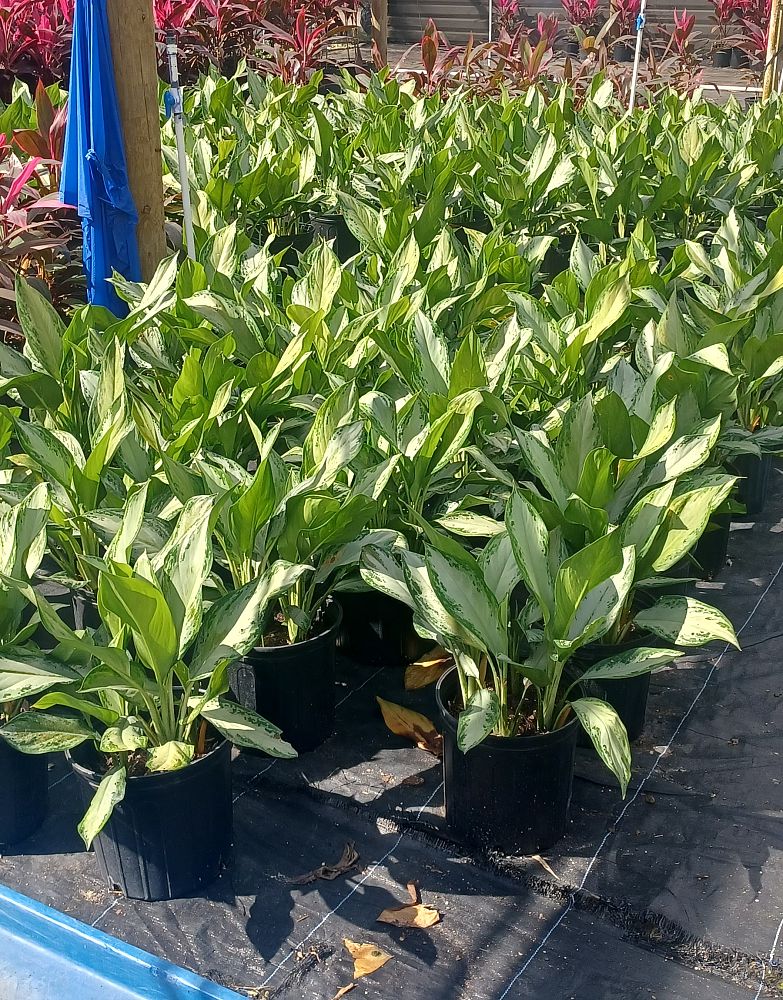 aglaonema-silver-bay