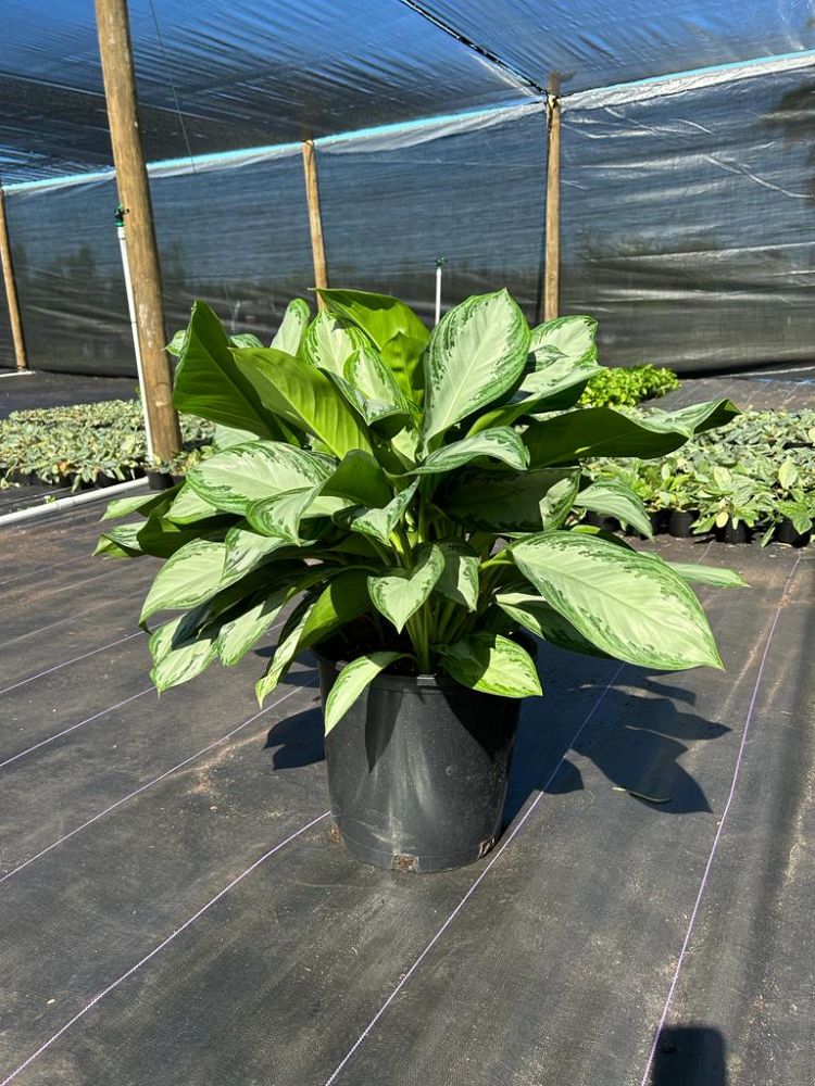 aglaonema-silver-bay