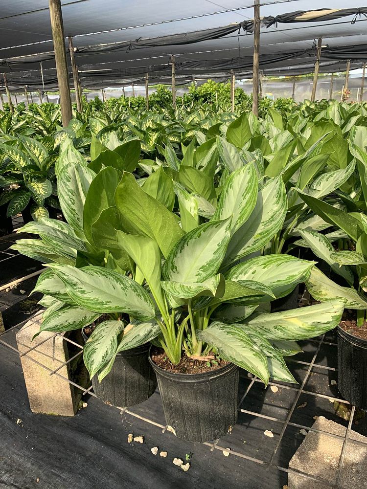 aglaonema-silver-bay