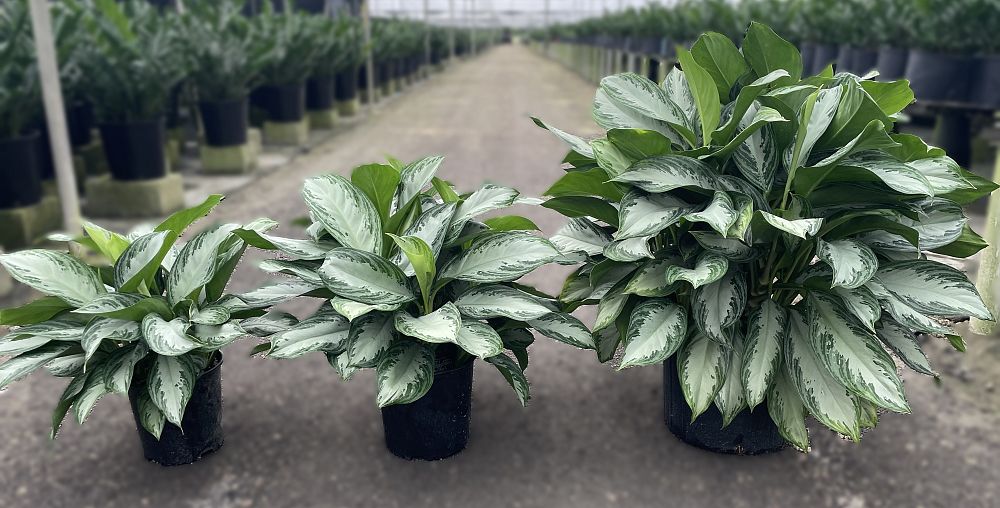 aglaonema-silver-bay