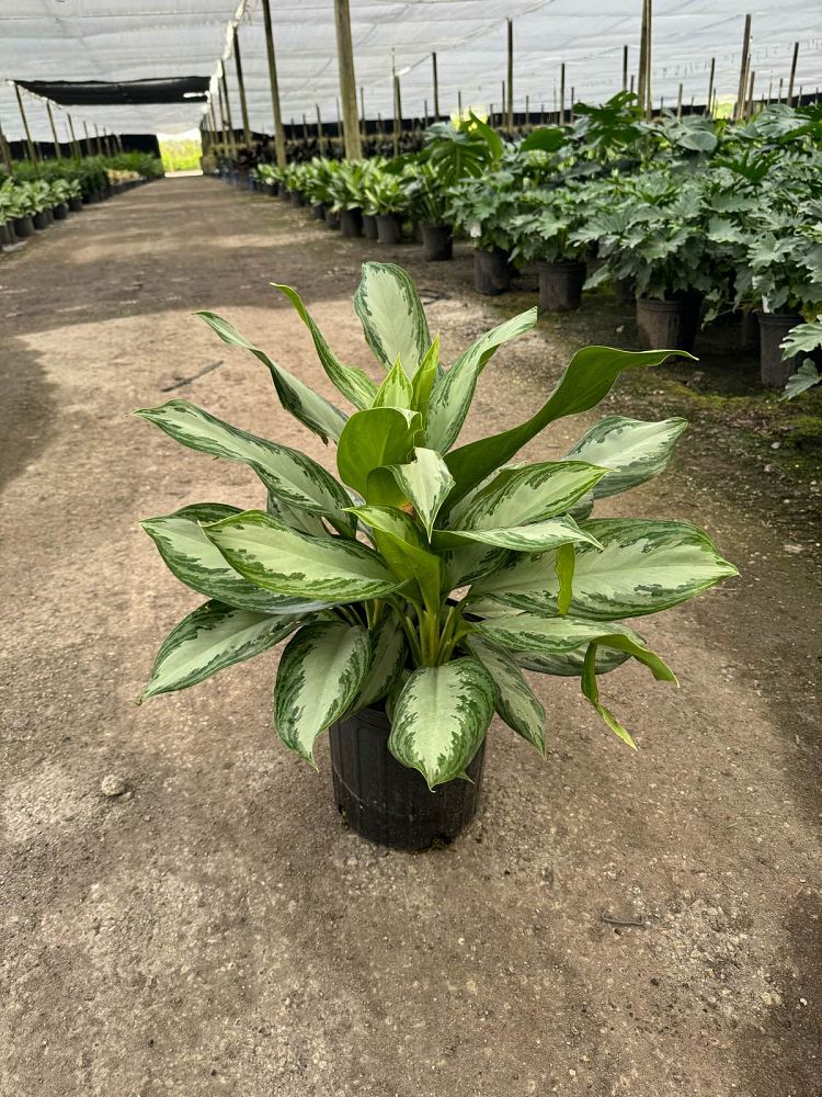 aglaonema-silver-bay