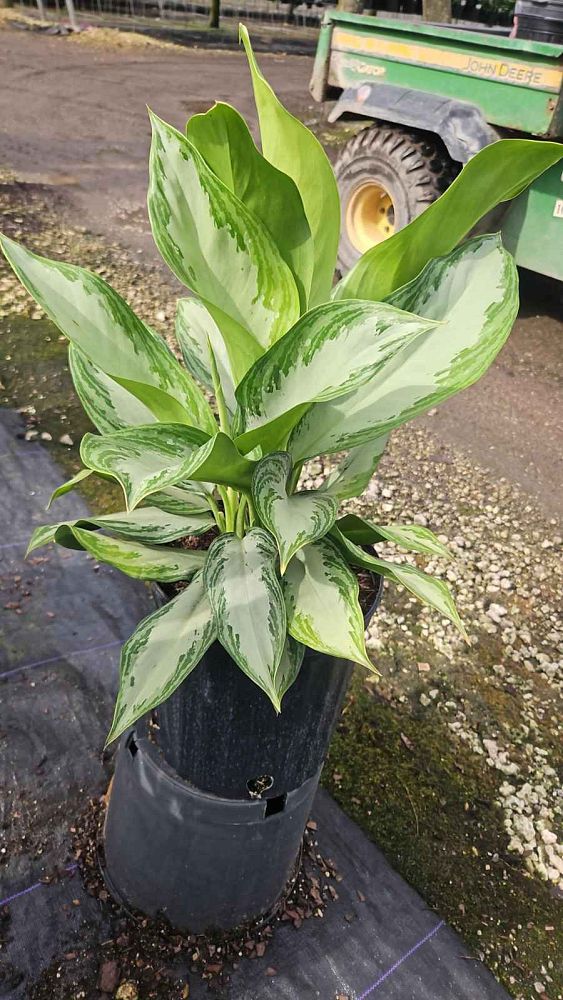 aglaonema-silver-bay