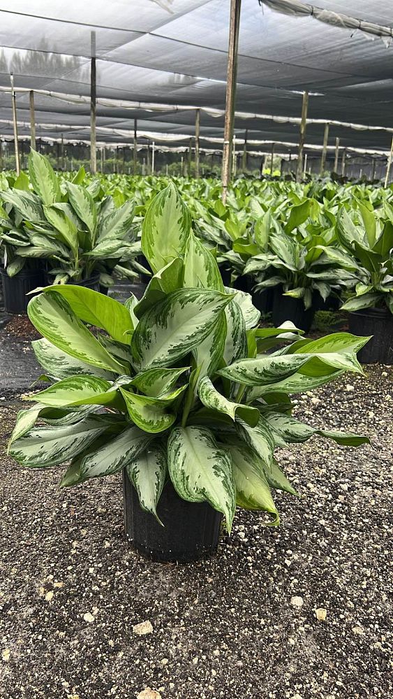aglaonema-silver-bay