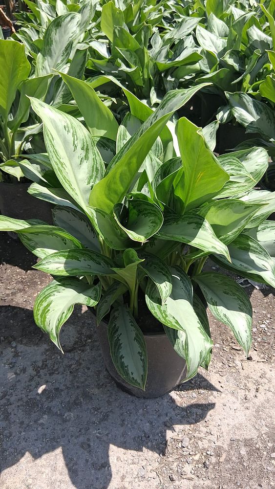 aglaonema-silver-bay