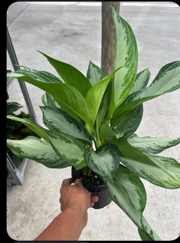 aglaonema-silver-bay
