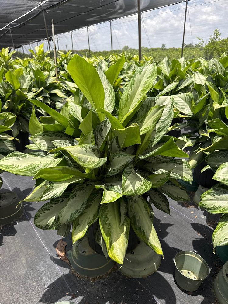 aglaonema-silver-bay