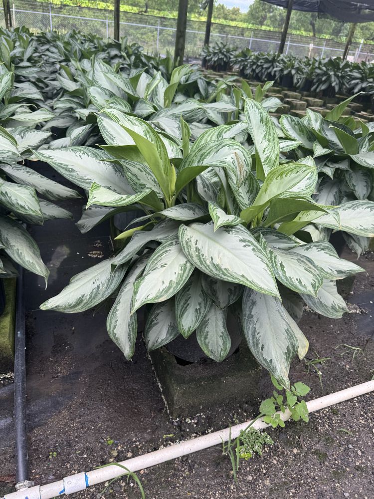 aglaonema-silver-bay