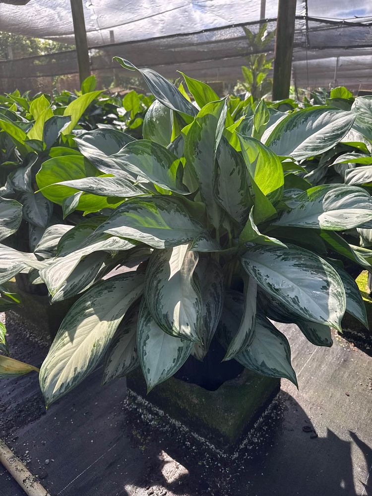 aglaonema-silver-bay