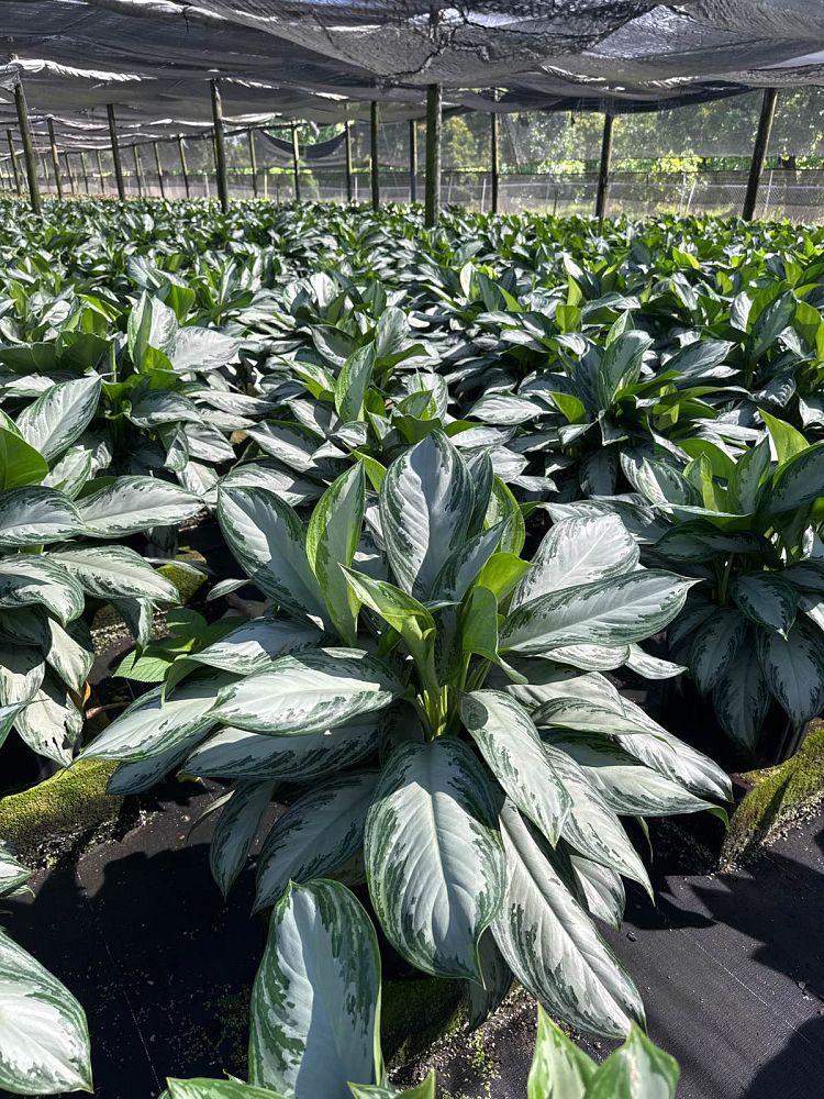 aglaonema-silver-bay