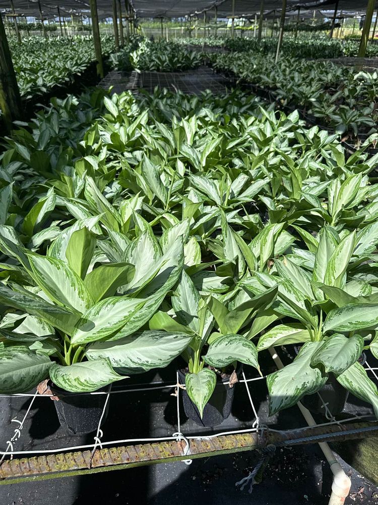 aglaonema-silver-bay