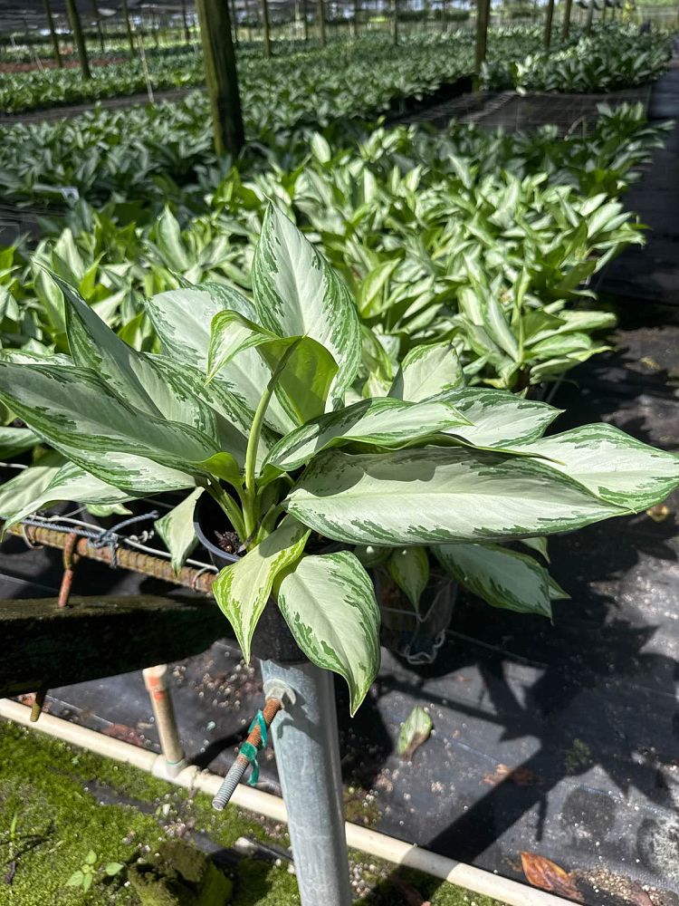 aglaonema-silver-bay