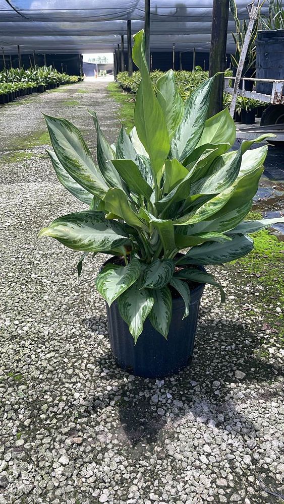 aglaonema-silver-bay