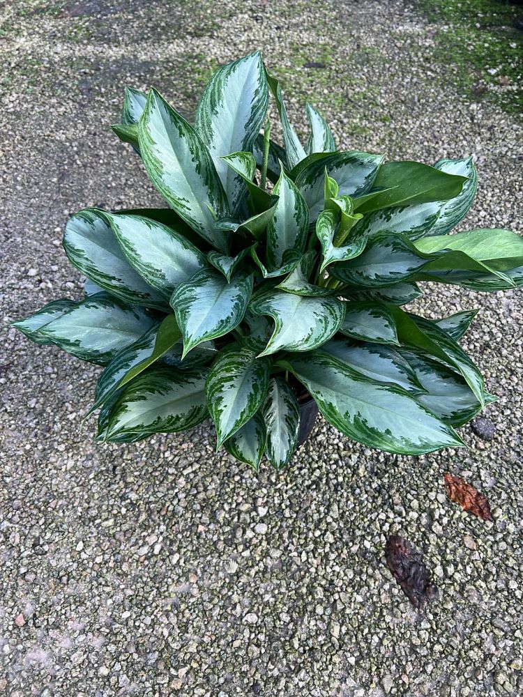 aglaonema-silver-bay