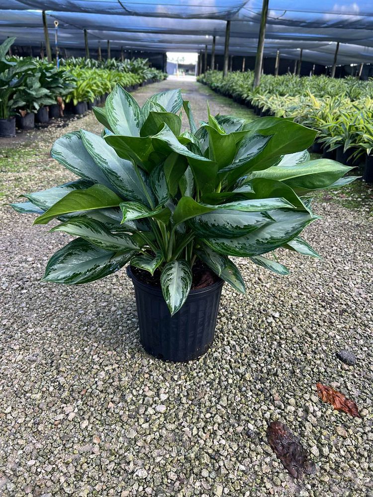 aglaonema-silver-bay