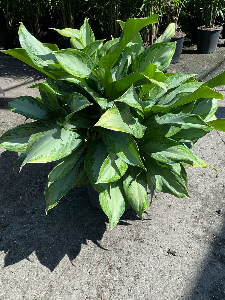 aglaonema-silver-bay