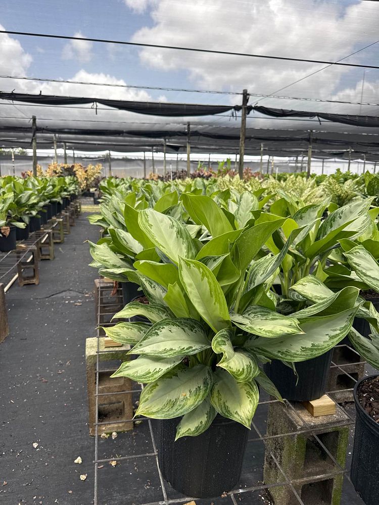 aglaonema-silver-bay
