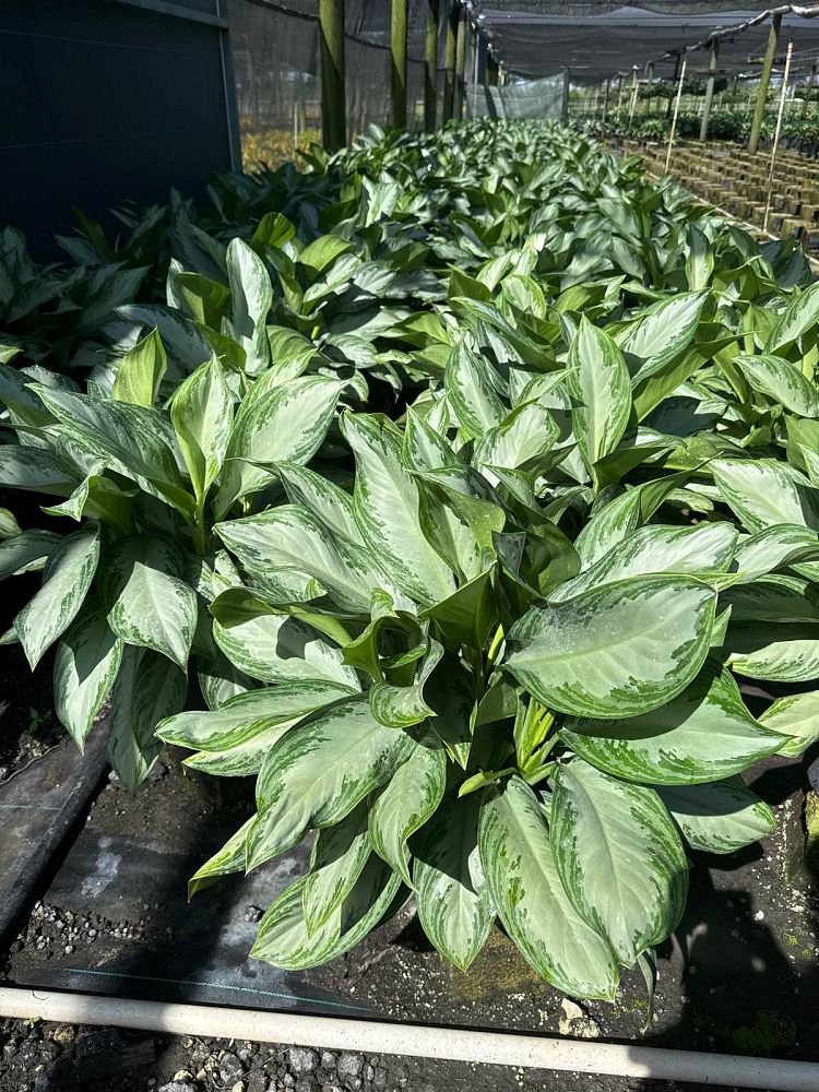 aglaonema-silver-bay
