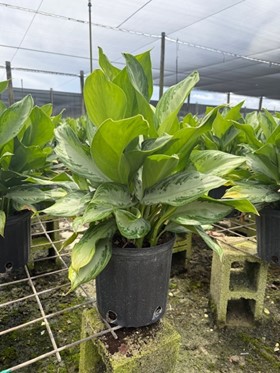 aglaonema-silver-bay