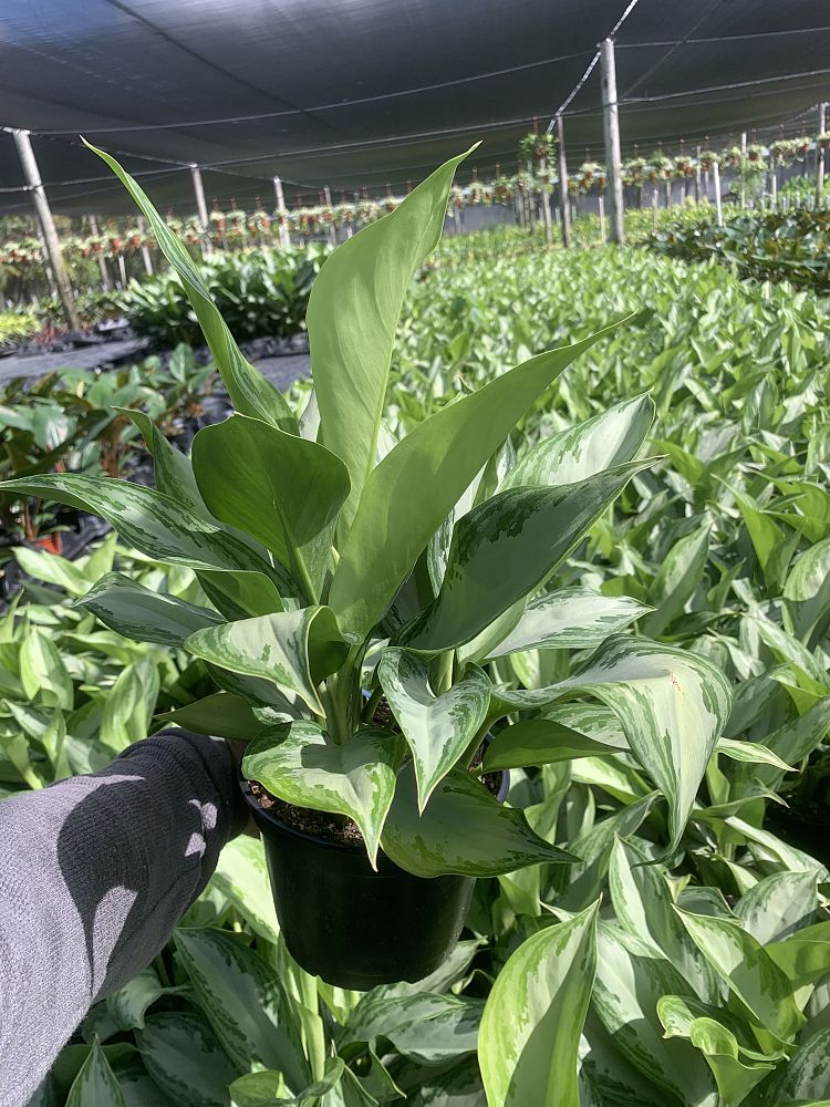 aglaonema-silver-bay