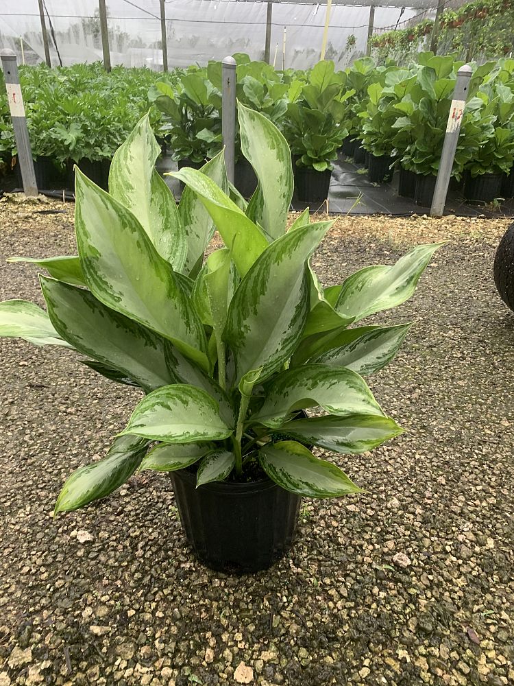 aglaonema-silver-bay