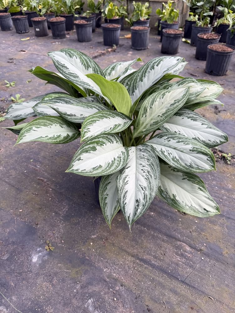aglaonema-silver-bay
