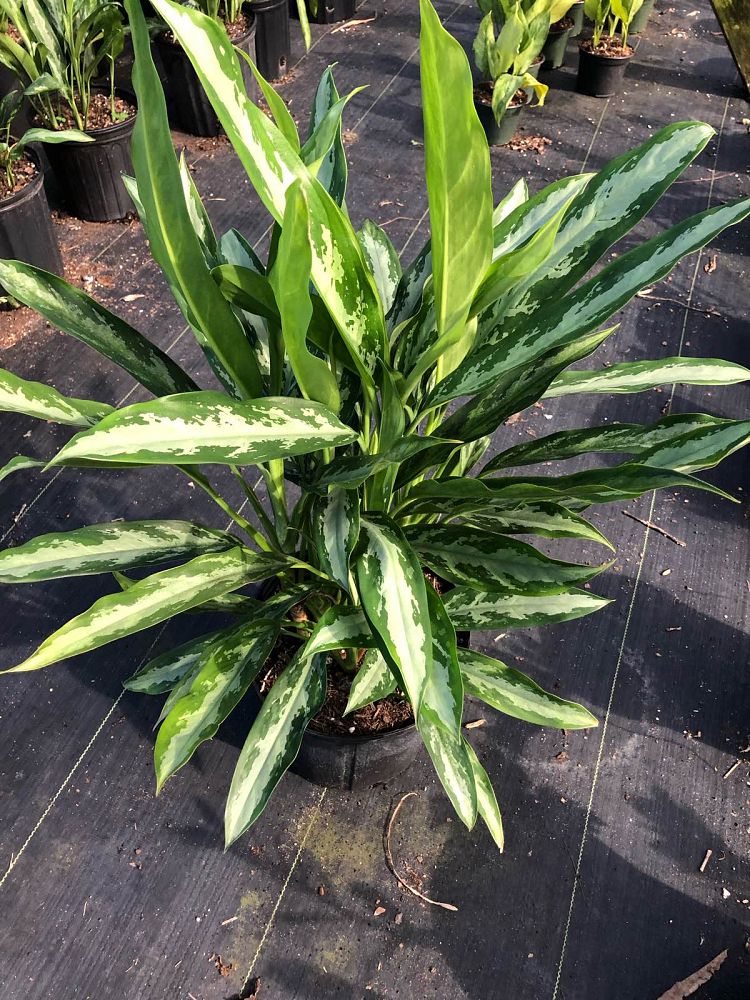 aglaonema-silver-queen