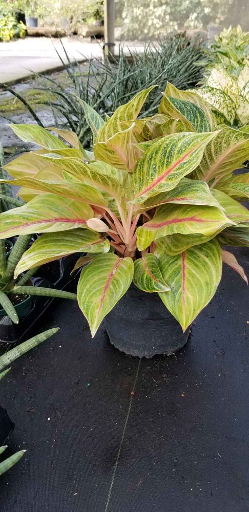 aglaonema