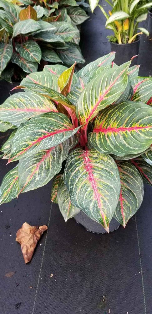 aglaonema