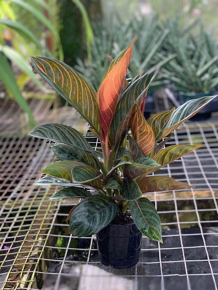 aglaonema
