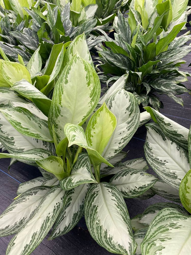 aglaonema