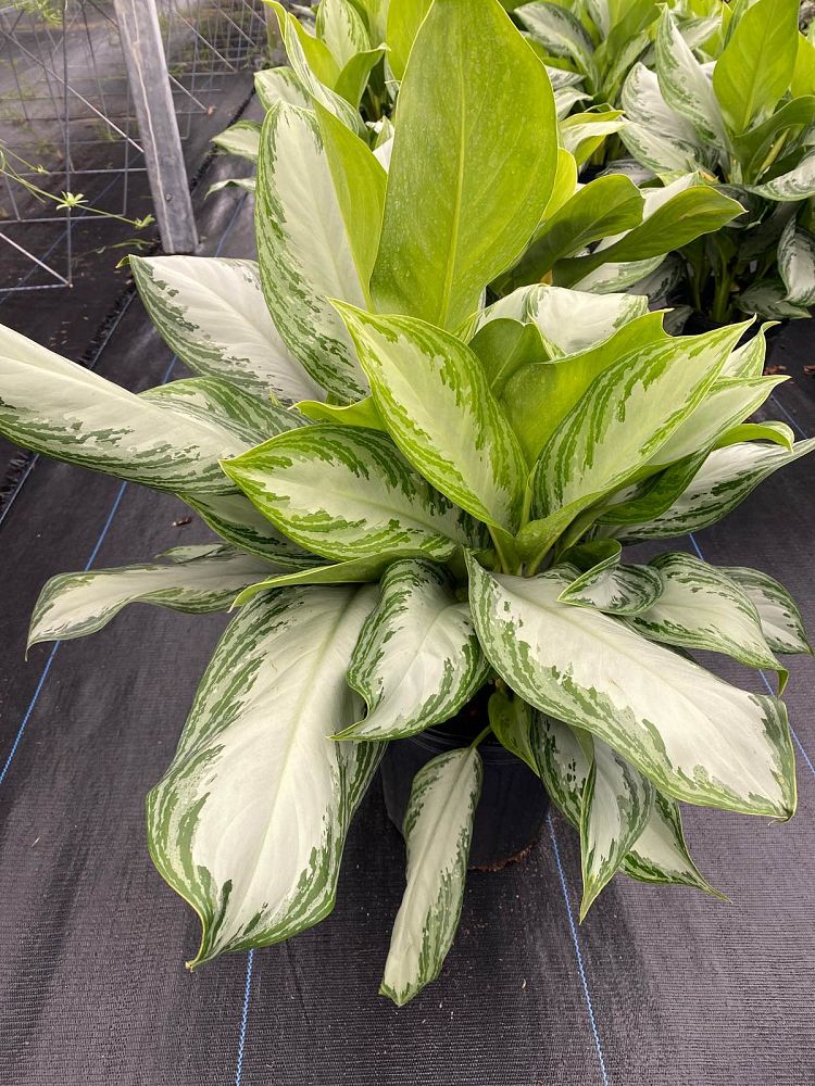 aglaonema